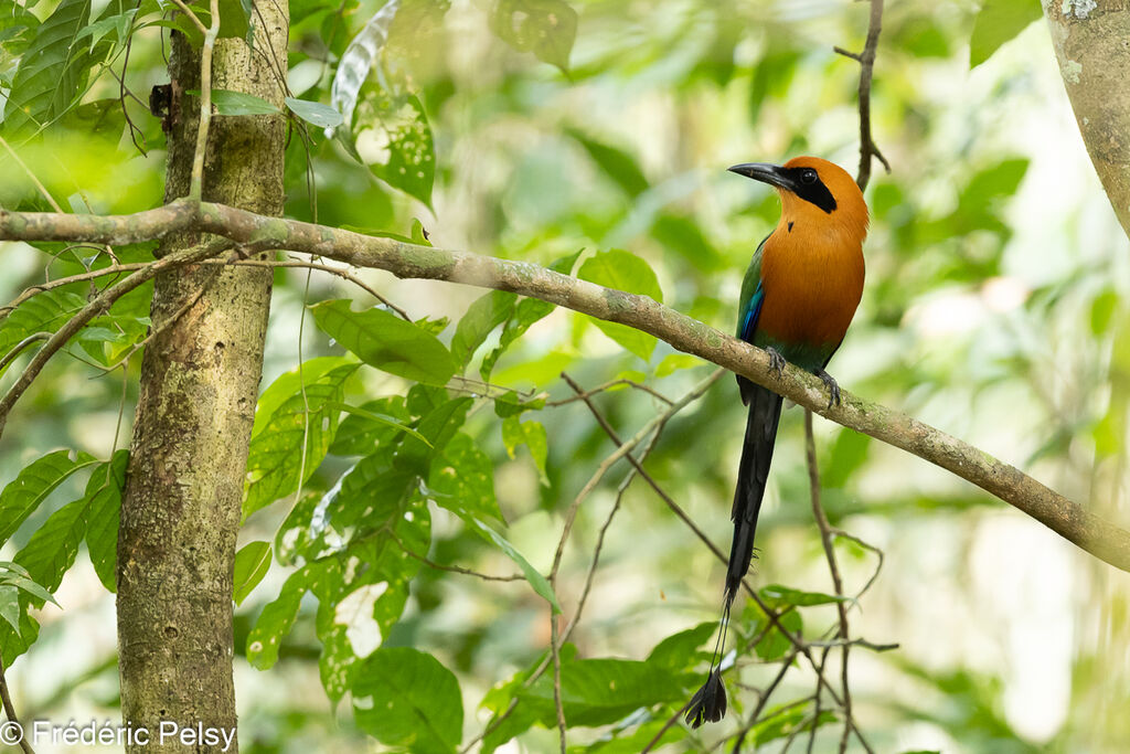 Rufous Motmot