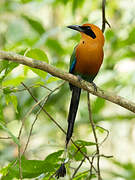 Rufous Motmot