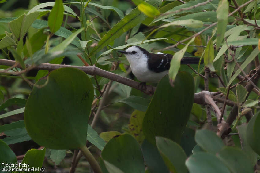 Moucherolle à dos noiradulte, habitat