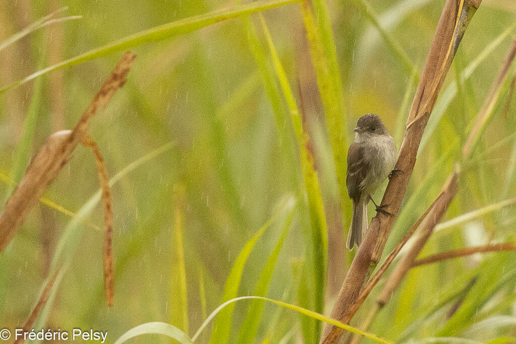 White-throated Flycatcher