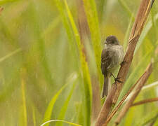 White-throated Flycatcher