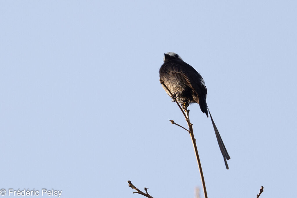 Long-tailed Tyrant