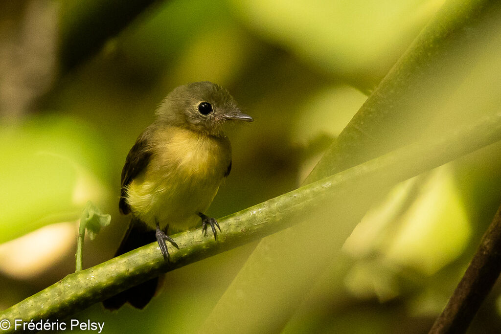 Black-tailed Myiobius