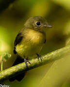 Black-tailed Myiobius