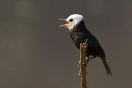 White-headed Marsh Tyrant