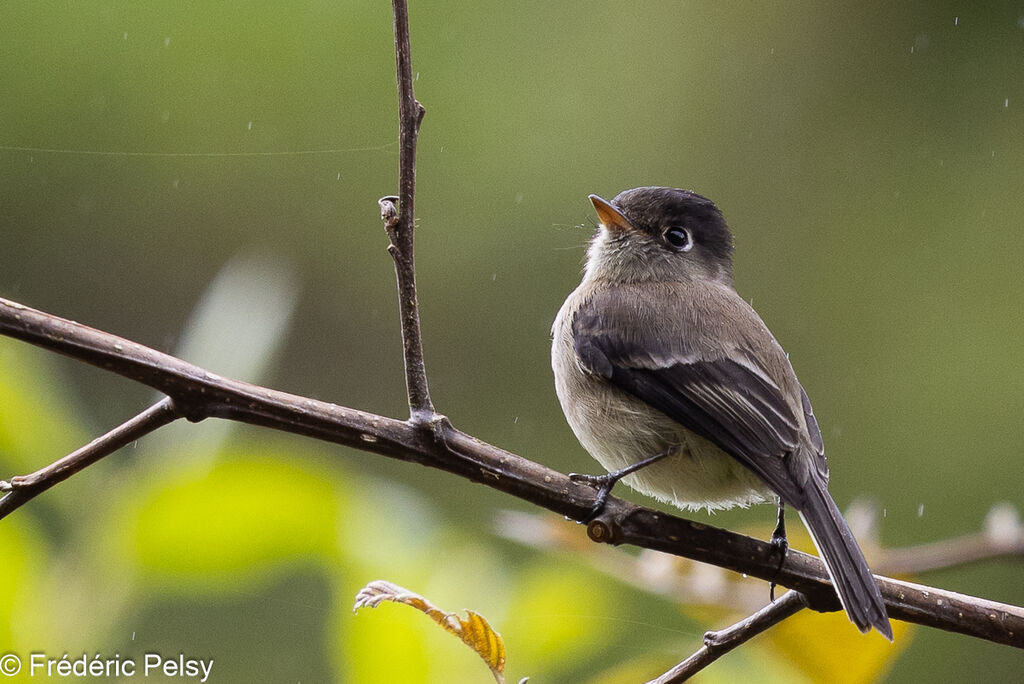 Black-capped Flycatcher