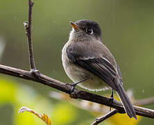 Black-capped Flycatcher