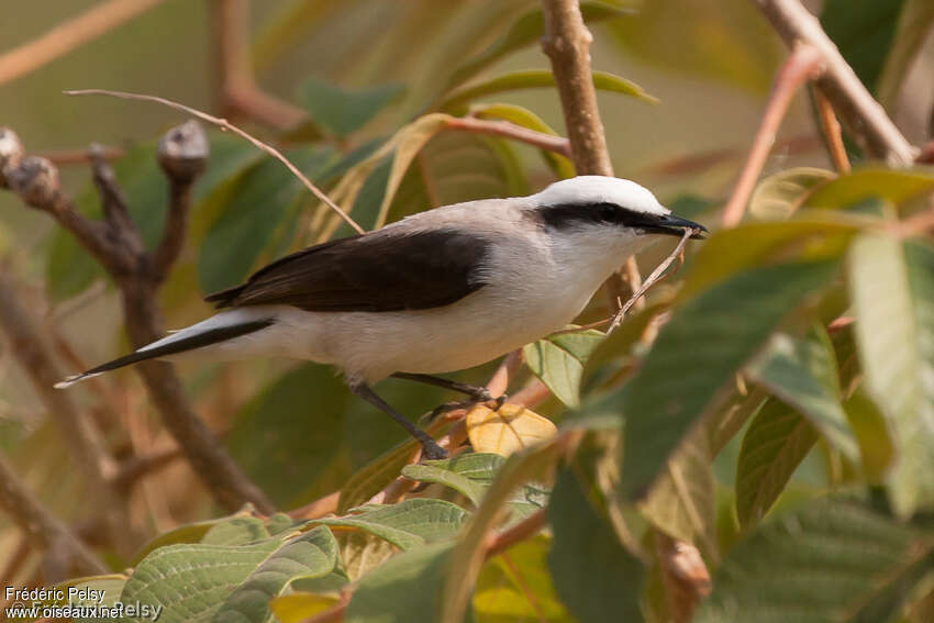 Masked Water Tyrantadult, Reproduction-nesting