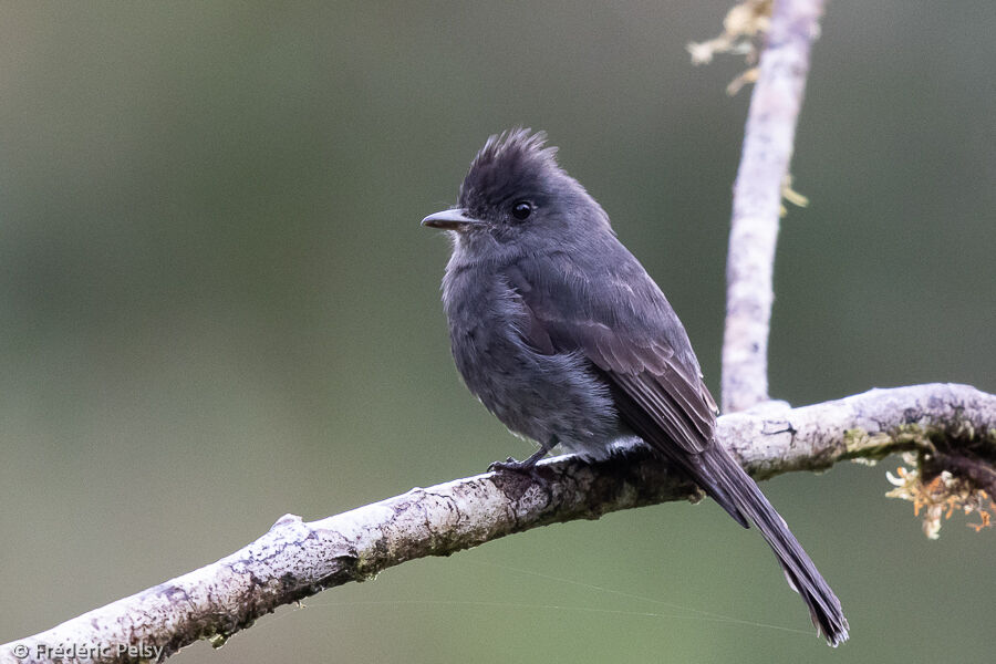 Smoke-colored Pewee