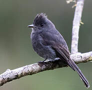 Smoke-colored Pewee