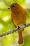 Cinnamon Flycatcher