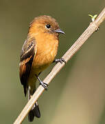 Cinnamon Flycatcher