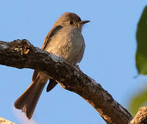 Hispaniolan Pewee