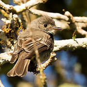 Hispaniolan Pewee