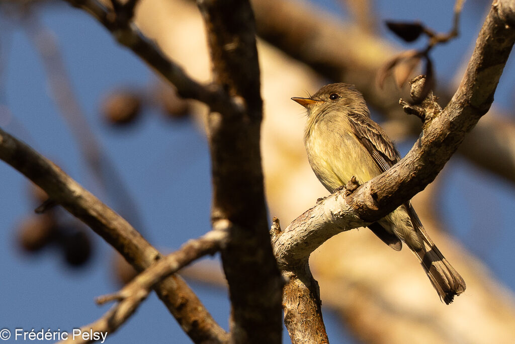 Northern Tropical Pewee