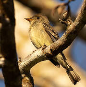 Northern Tropical Pewee