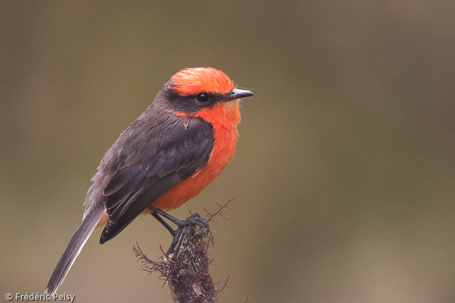 Darwin's Flycatcher