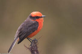 Darwin's Flycatcher