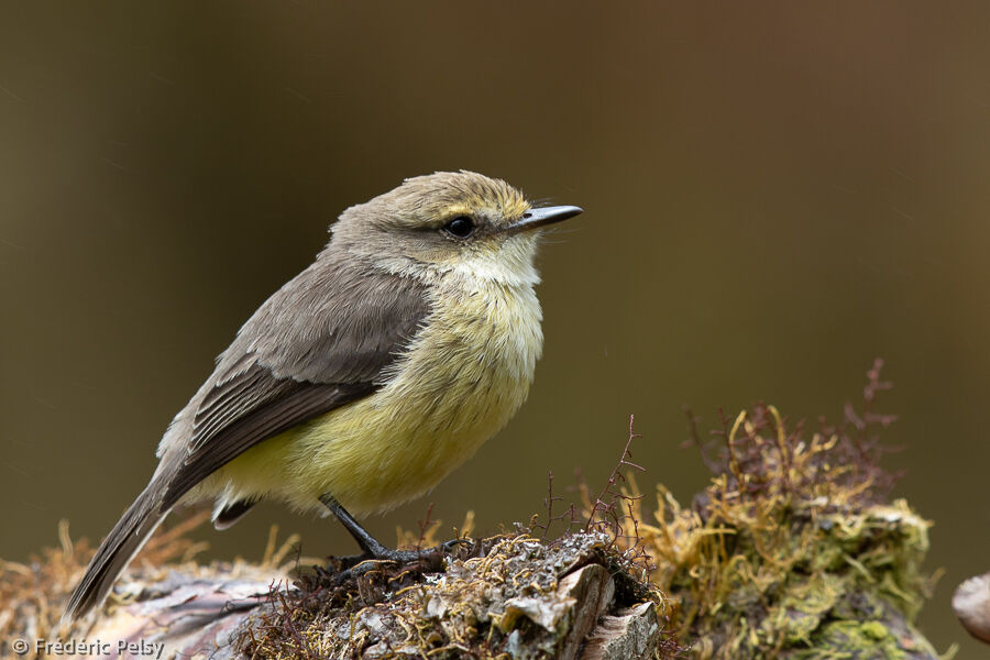 Darwin's Flycatcher