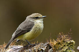 Darwin's Flycatcher