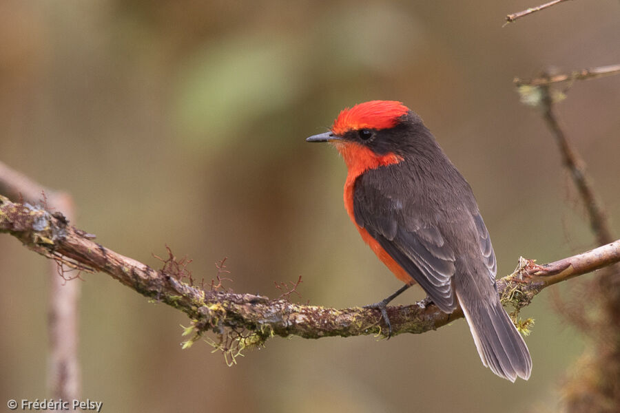 Darwin's Flycatcher