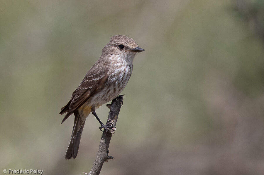 Scarlet Flycatcher female