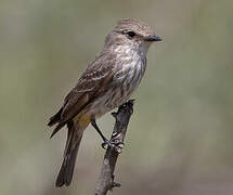 Scarlet Flycatcher