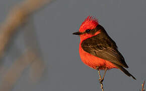 Scarlet Flycatcher