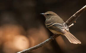 Fuscous Flycatcher