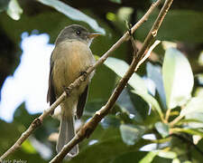 Lesser Antillean Pewee