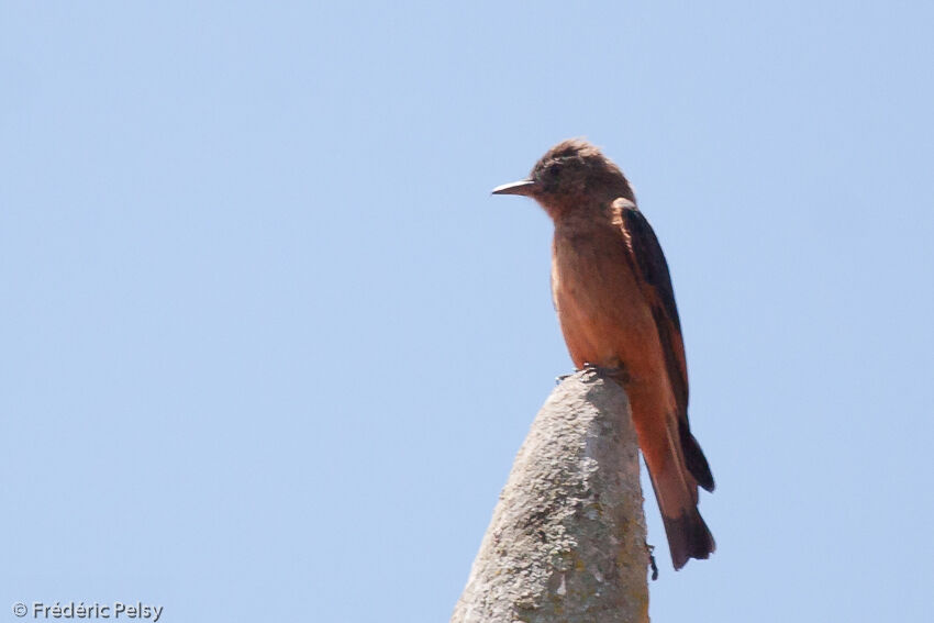 Moucherolle hirondelle