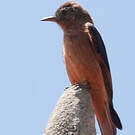 Moucherolle hirondelle