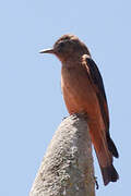 Cliff Flycatcher