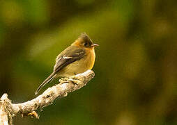 Northern Tufted Flycatcher