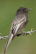 Black Phoebe