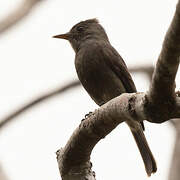 Dark Pewee