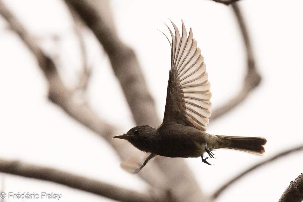 Dark Pewee, Flight