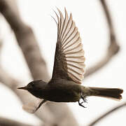 Dark Pewee