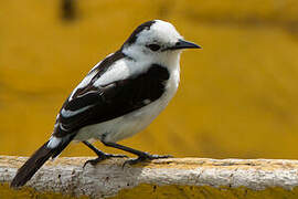 Pied Water Tyrant