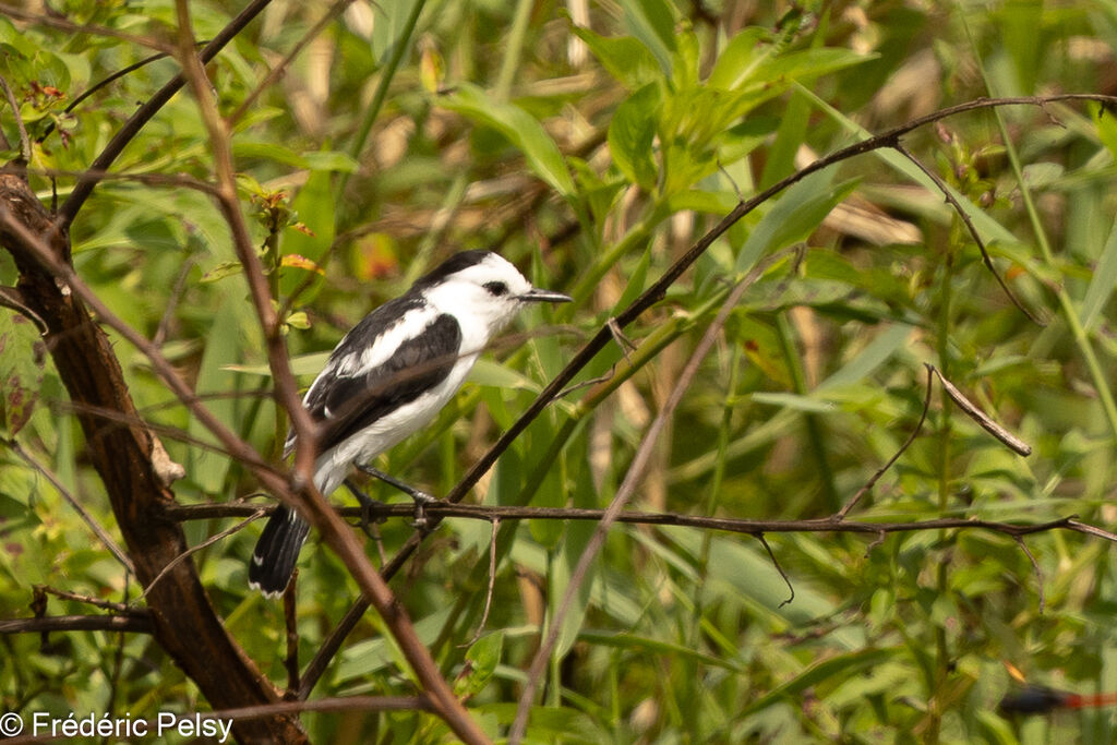 Pied Water Tyrant