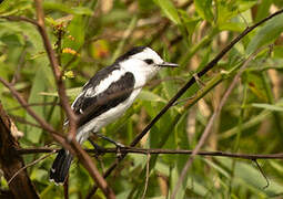 Pied Water Tyrant