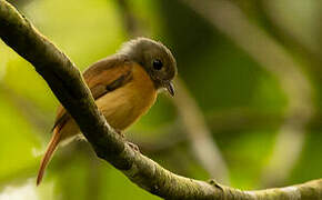 Ruddy-tailed Flycatcher