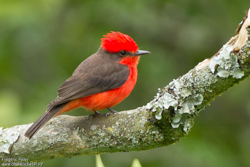 Vermilion Flycatcher male adult breeding, identification