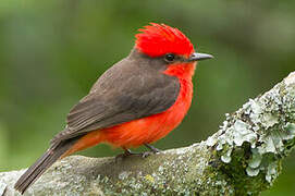 Vermilion Flycatcher