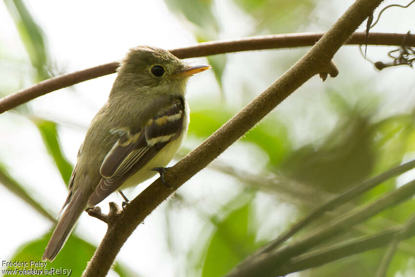 Acadian FlycatcherSecond year, identification