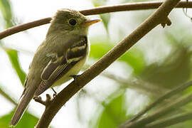 Acadian Flycatcher