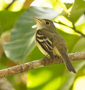 Acadian Flycatcher