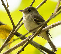 Acadian Flycatcher