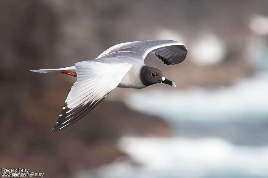 Mouette à queue fourchueadulte, pigmentation, Vol