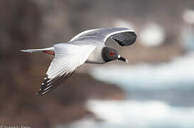 Swallow-tailed Gull